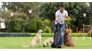 Dog Training