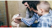 Dogs for Adoption