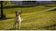 Animal Rescue Shelter