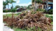 Outdoor Cleanup Services