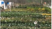 Garden Center