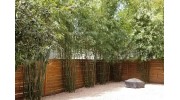 Bamboo Landscaping