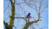 Tree Removal Service