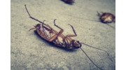 Cockroach Control