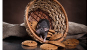 Mouse Control