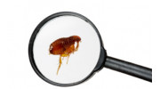 Flea Control