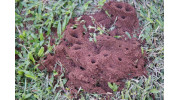 Ant Control