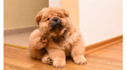 Flea and Tick Control