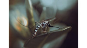 Mosquito Control
