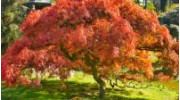 Landscaping Trees