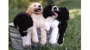 Higher Standard Poodles