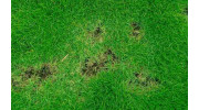 Lawn Disease & Insect Prevention