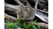 Vole Removal