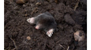Mole Damage Lawn Repair