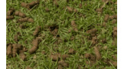 Aeration & Overseeding