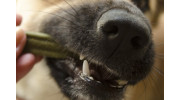 Pet Dental Care