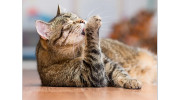 Pet Diagnostics
