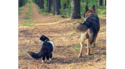 Pet Microchipping