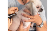 Pet Vaccinations