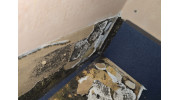 Mold Removal