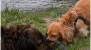 60 Minute Dog Walks