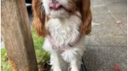 30 Minute Dog Walks
