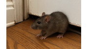 Rodent Control