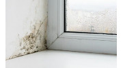Mold Remediation