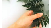 Green Eco Friendly Cleaning