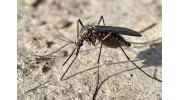Mosquito Control
