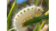 Lawn Pest Control