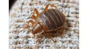 Bed Bug Treatment