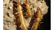Termite Control