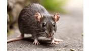 Rodent Control