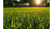 Lawn Care & Fertilization in Bradenton, FL | Waves Pest Control