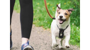Dog Walking