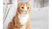 Cat Sitting