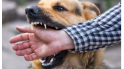 Dog Bite Lawyer