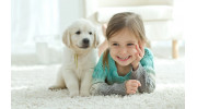 Pet Stain & Odor Removal