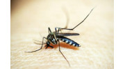Mosquito Control