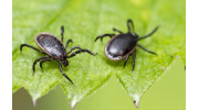 Tick Control