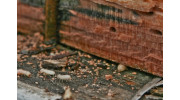 Termite Inspection