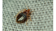 Bed Bug Extermination