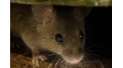Rodent Control
