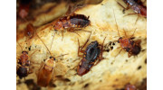 Cockroach Exterminator