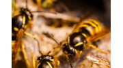 Wasp Extermination