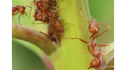 Ant Control