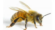 Wasp Control