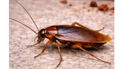 Cockroach Control