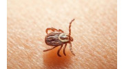 Tick Control